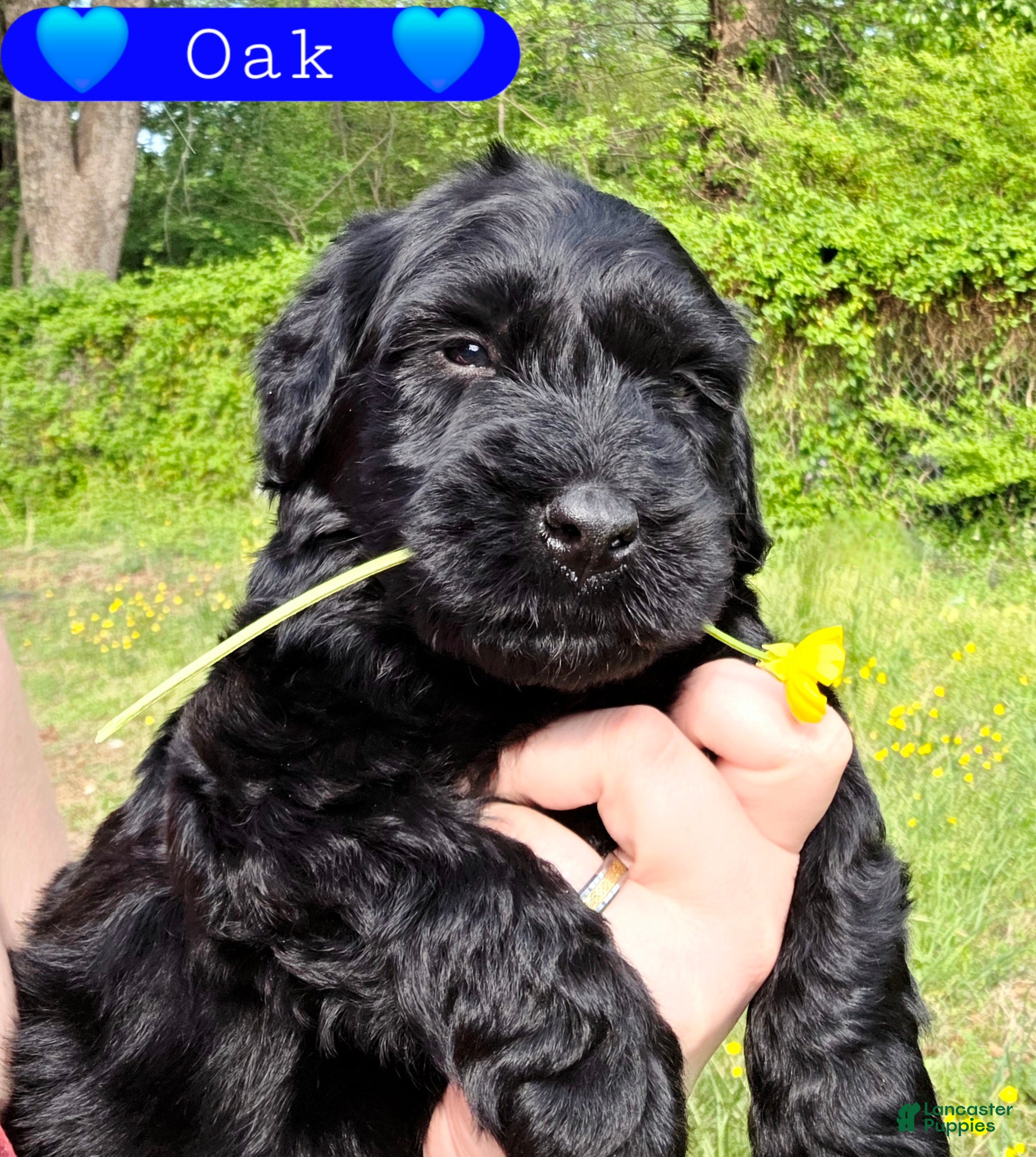 Giant Schnauzer dogs Giant Schnauzer Oak - Ad 4