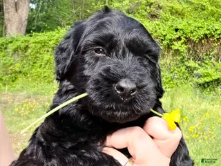 Giant Schnauzer dogs Giant Schnauzer Oak - Ad 5