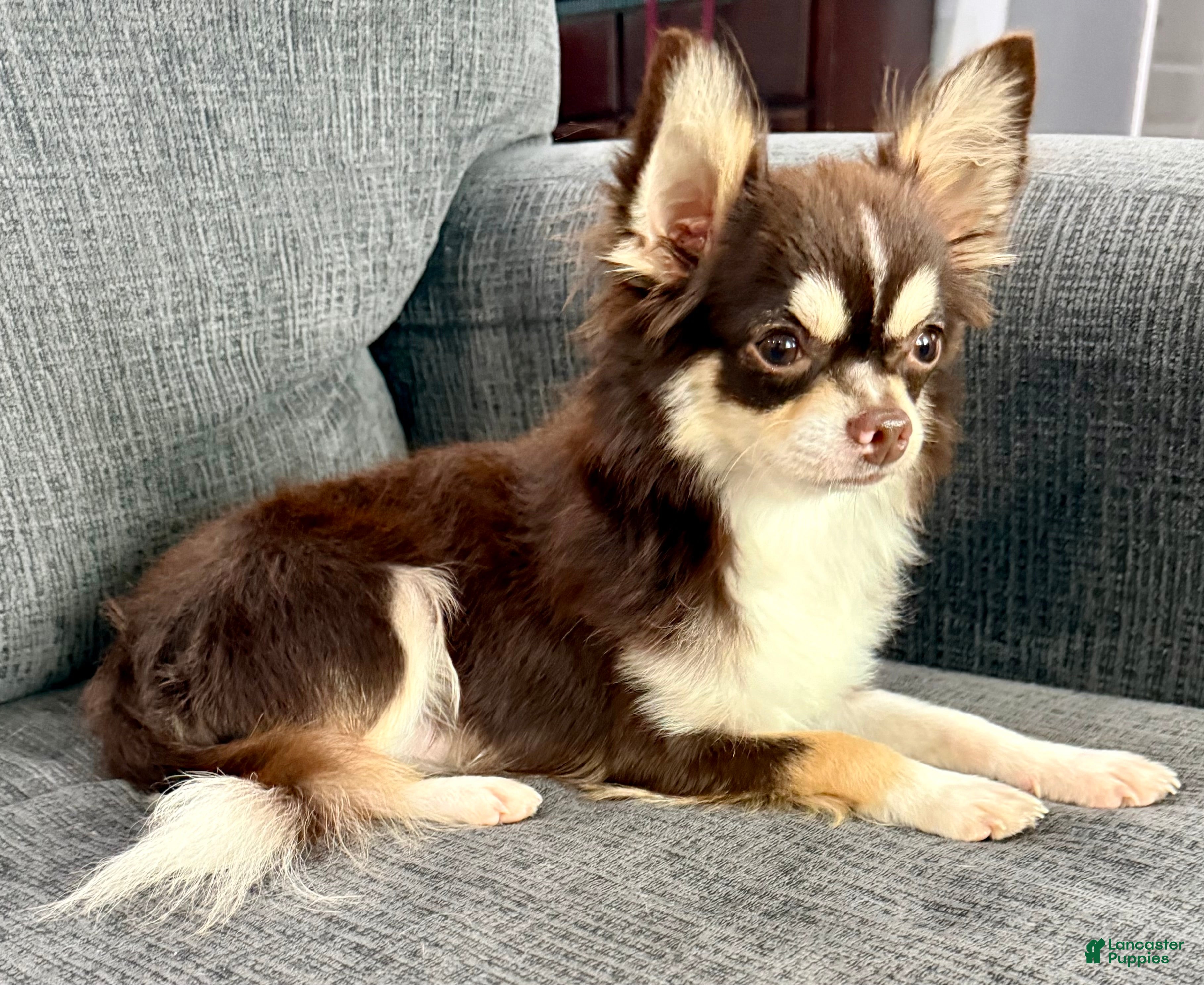 Chihuahua dogs Husky  - Ad 16