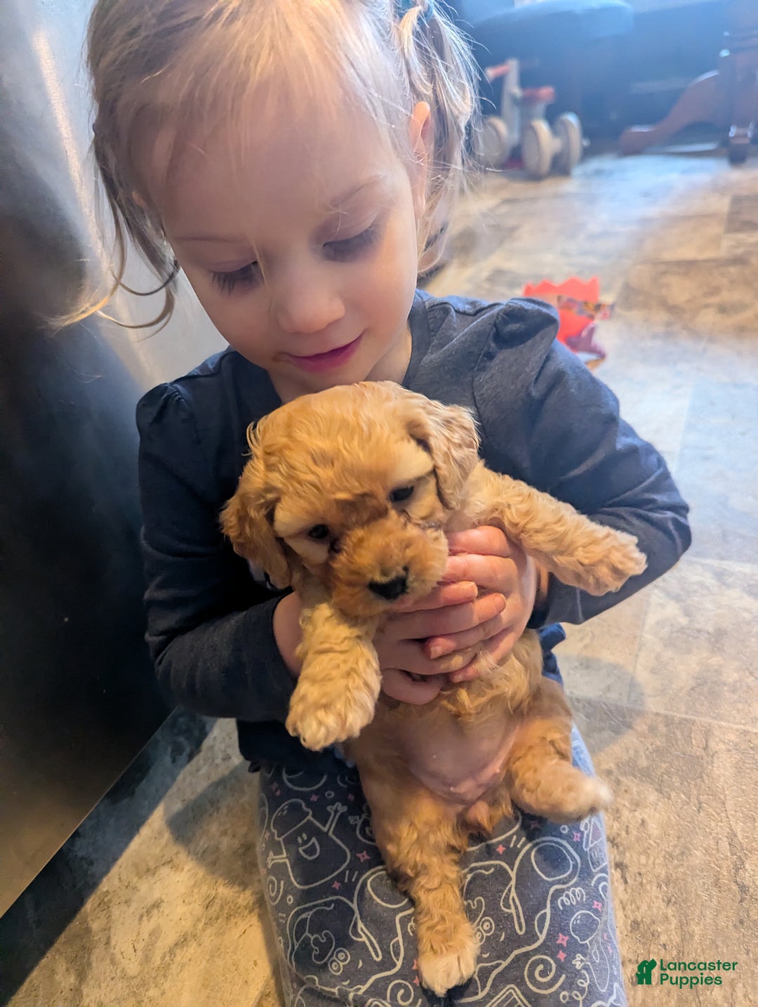 Mixed Breed dogs for sale: Luna  - Ad 6