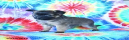 Mixed Breed dogs for sale: Milo - Ad 2