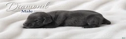 Great Dane dogs for sale: Diamond - Ad 2