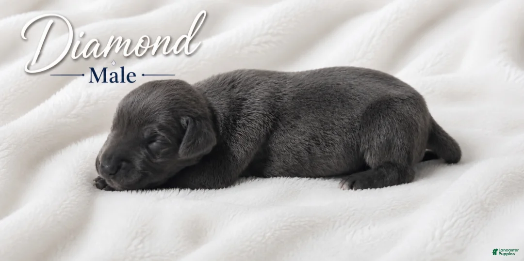 Great Dane dogs for sale: Diamond - Ad 2
