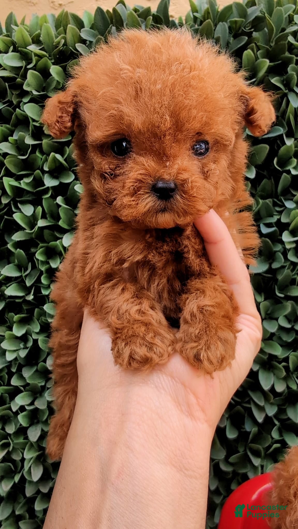 Toy Poodle dogs Micro Teacup Boy AKC  - Ad 16