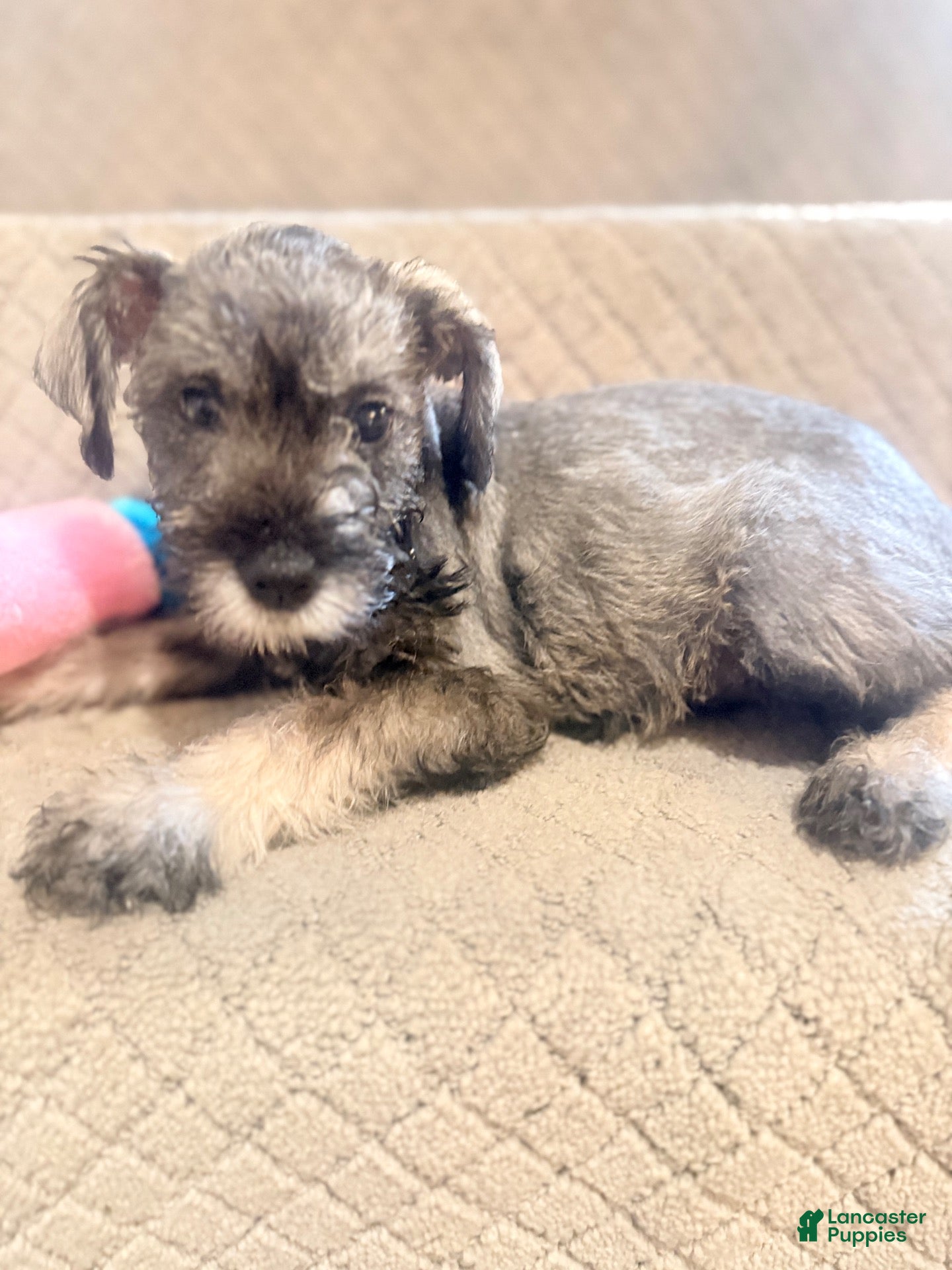 Miniature Schnauzer dogs Miniature Schnauzer 4 - Ad 24