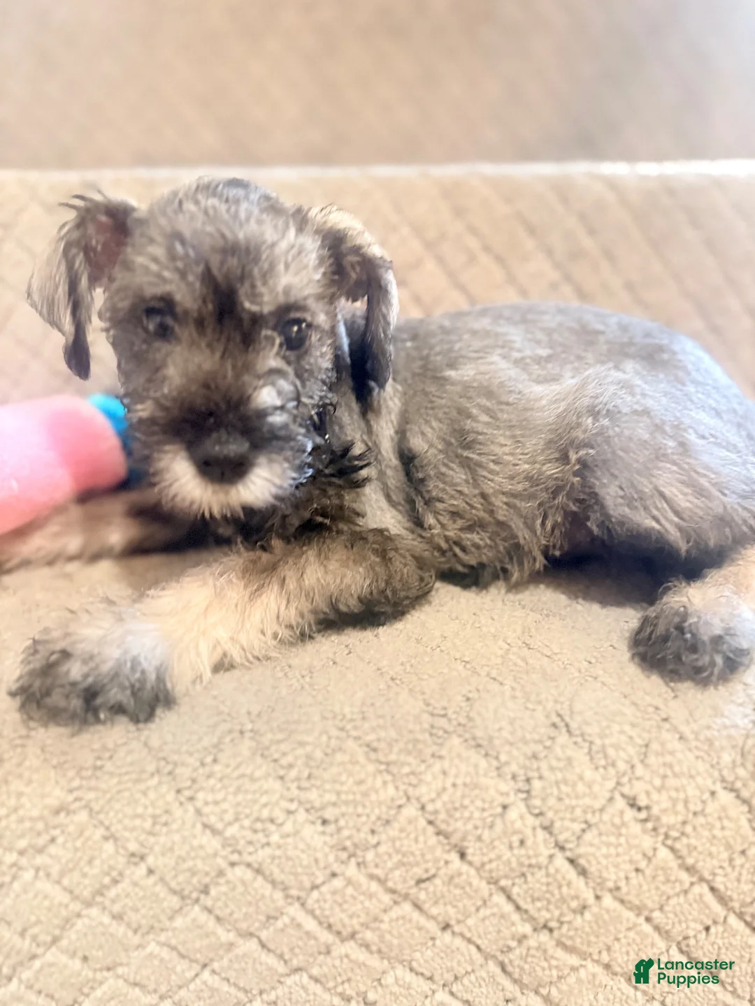 Miniature Schnauzer dogs for sale: Miniature Schnauzer 4 - Ad 1