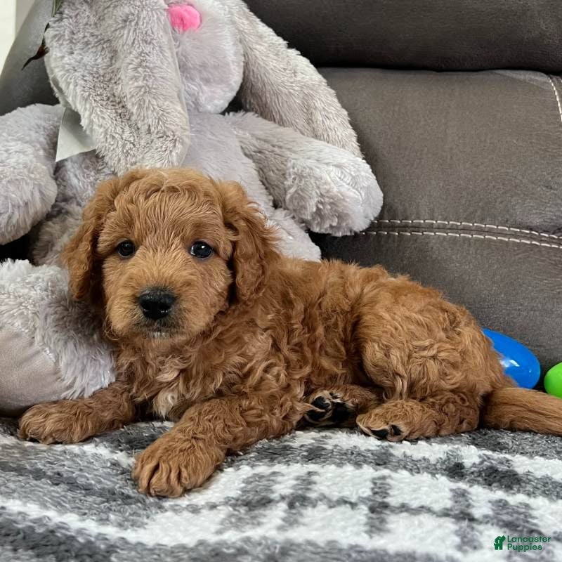Mini Goldendoodle dogs Sully(Micro Mini Boy) - Ad 2