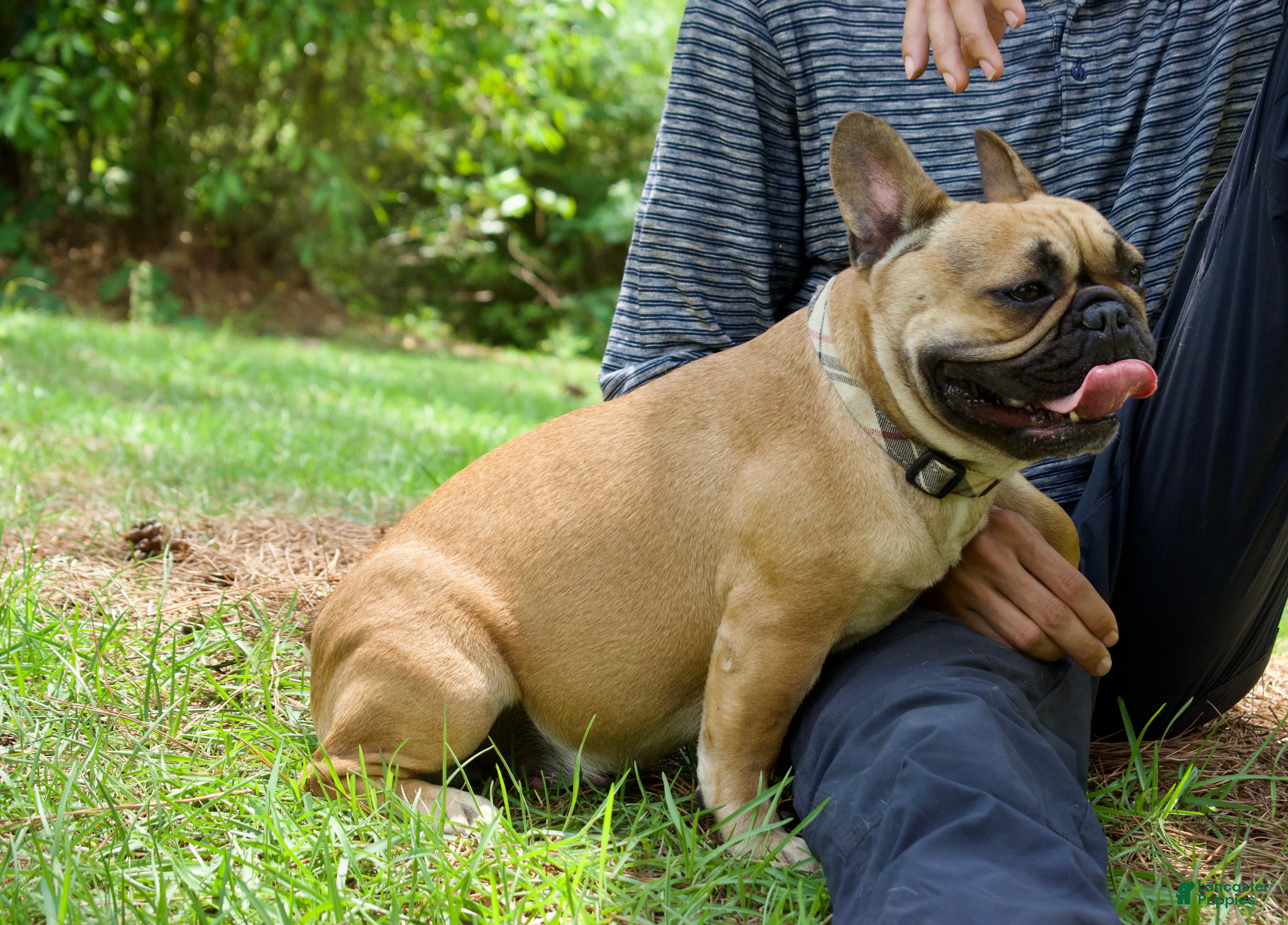 French Bulldog dogs Dazzle  - Ad 2