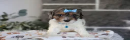 Cavapoo dogs for sale: Charlotte - Ad 3