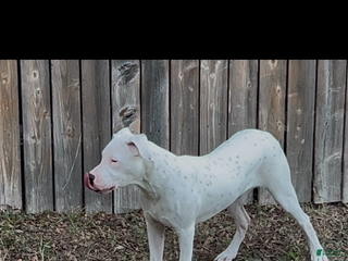 Dogo Argentino dogs - Ad 17