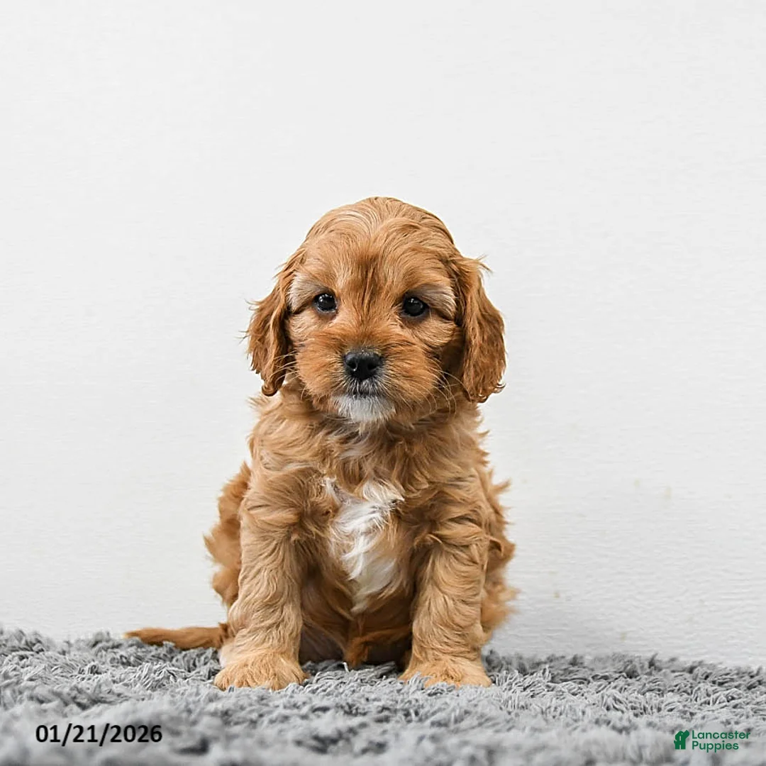 Cavapoo dogs for sale: Maple   - Ad 4