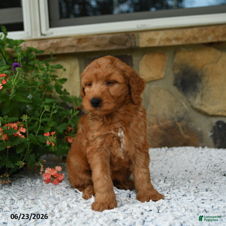 Mini Goldendoodle dogs Ace - Ad 2