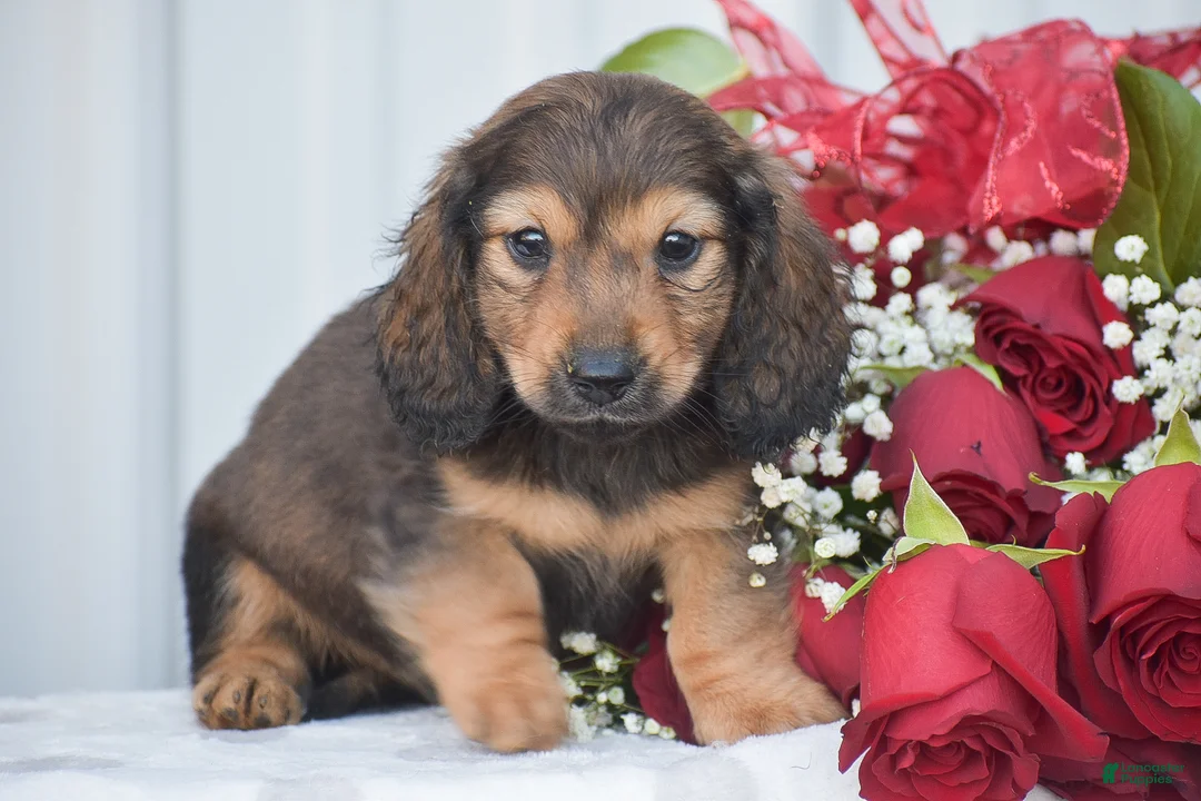 Miniature Dachshund dogs for sale: Anthony - Ad 1