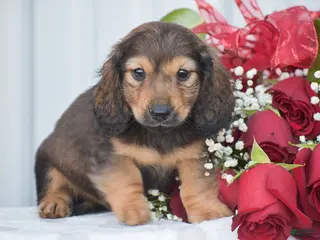 Miniature Dachshund dogs Anthony - Ad 25