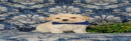 Maltipoo dogs for sale: Laim 7 lbs Full Grown - Ad 9