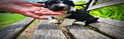 Havapoo dogs for sale: Savvy - Ad 7