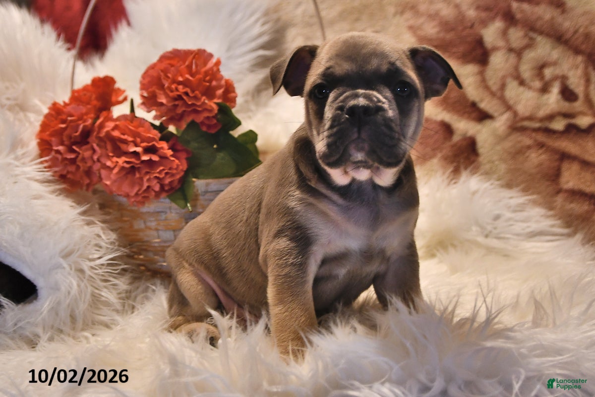 Frenchton dogs Peanut  - Ad 2
