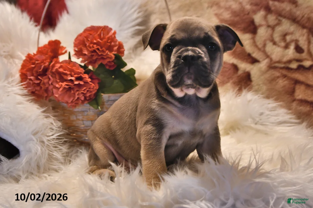 Frenchton dogs for sale: Peanut  - Ad 2