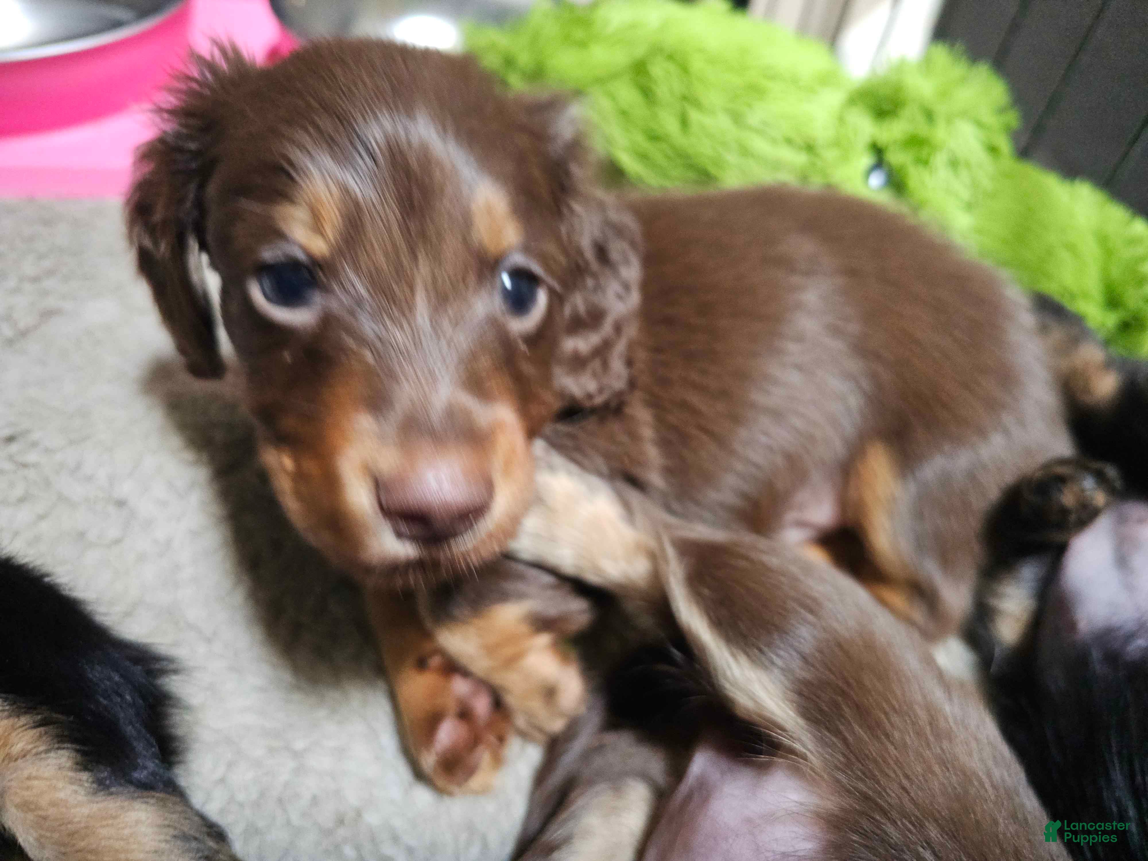 Miniature Dachshund dogs Bear - Ad 2
