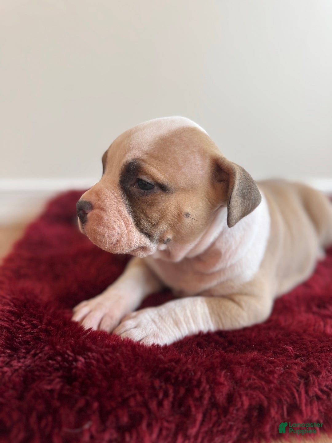 American Bully dogs for sale: Gigi - Ad 10