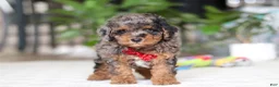 Cavapoo dogs for sale: Oakley - Ad 5