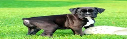 Boxer dogs for sale: Beauty  - Ad 2