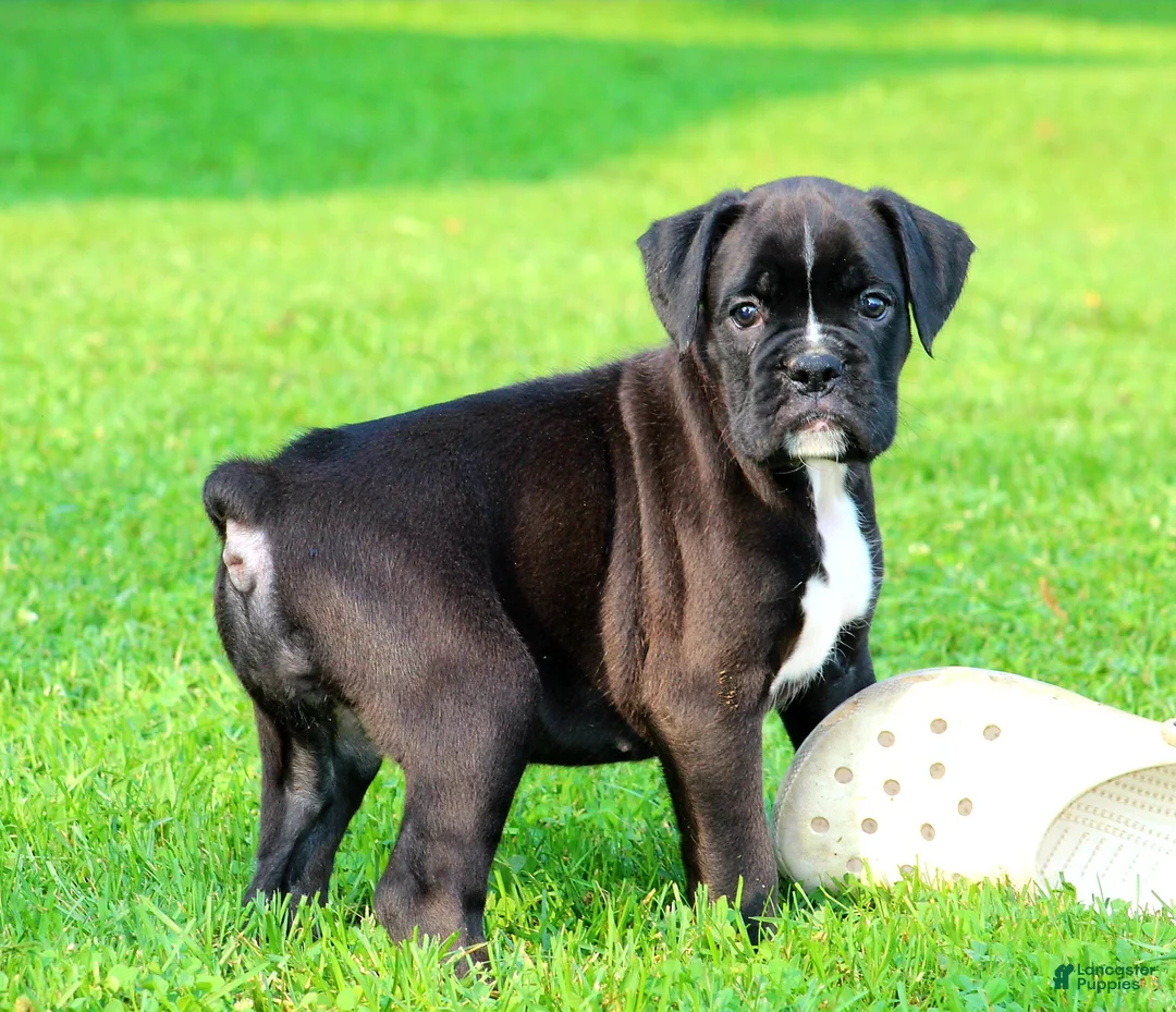 Boxer dogs for sale: Beauty  - Ad 2