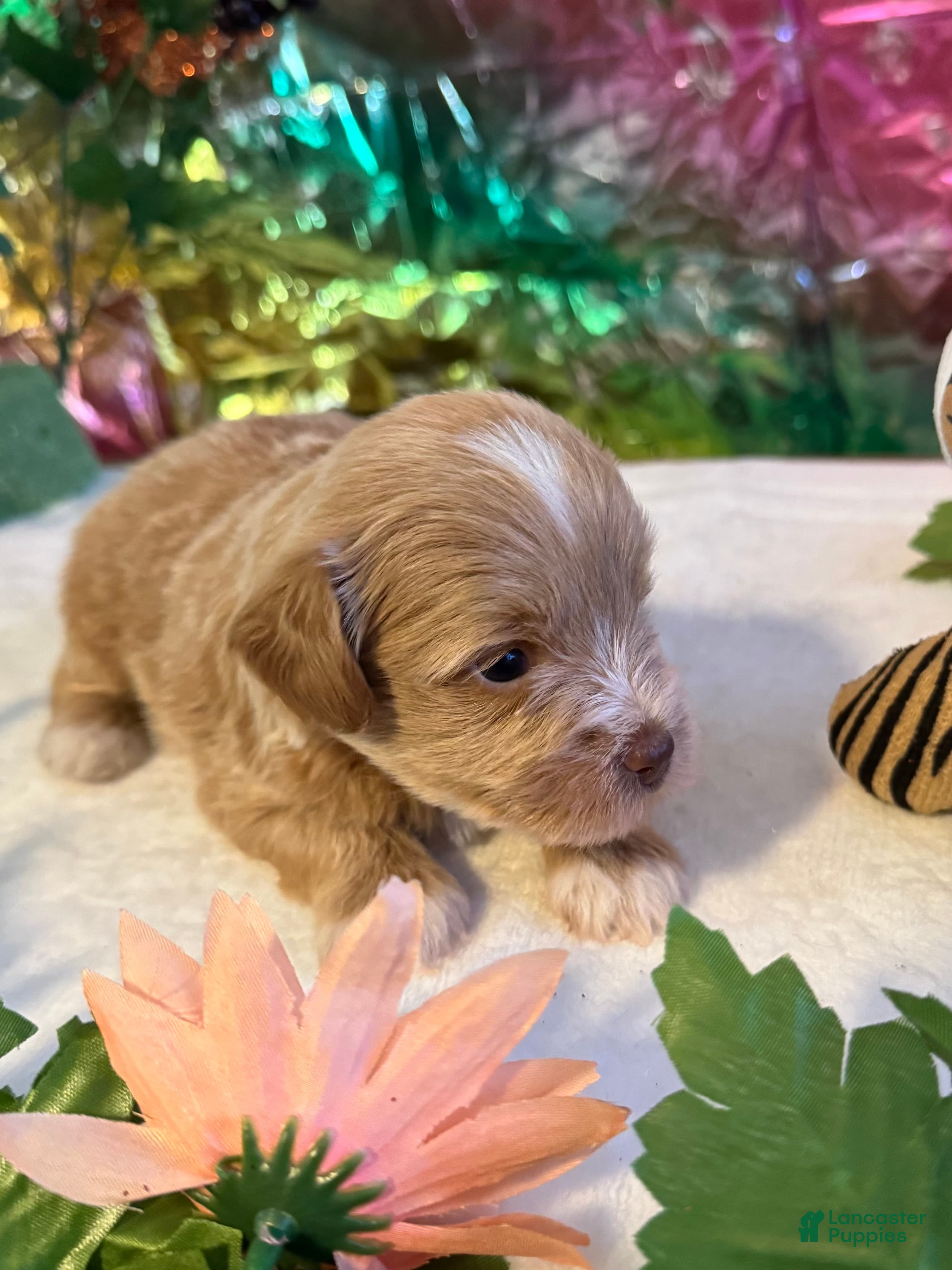 Miniature Schnauzer dogs Flash - Ad 1
