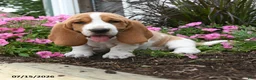 Basset Hound dogs for sale: Oswald - Ad 3