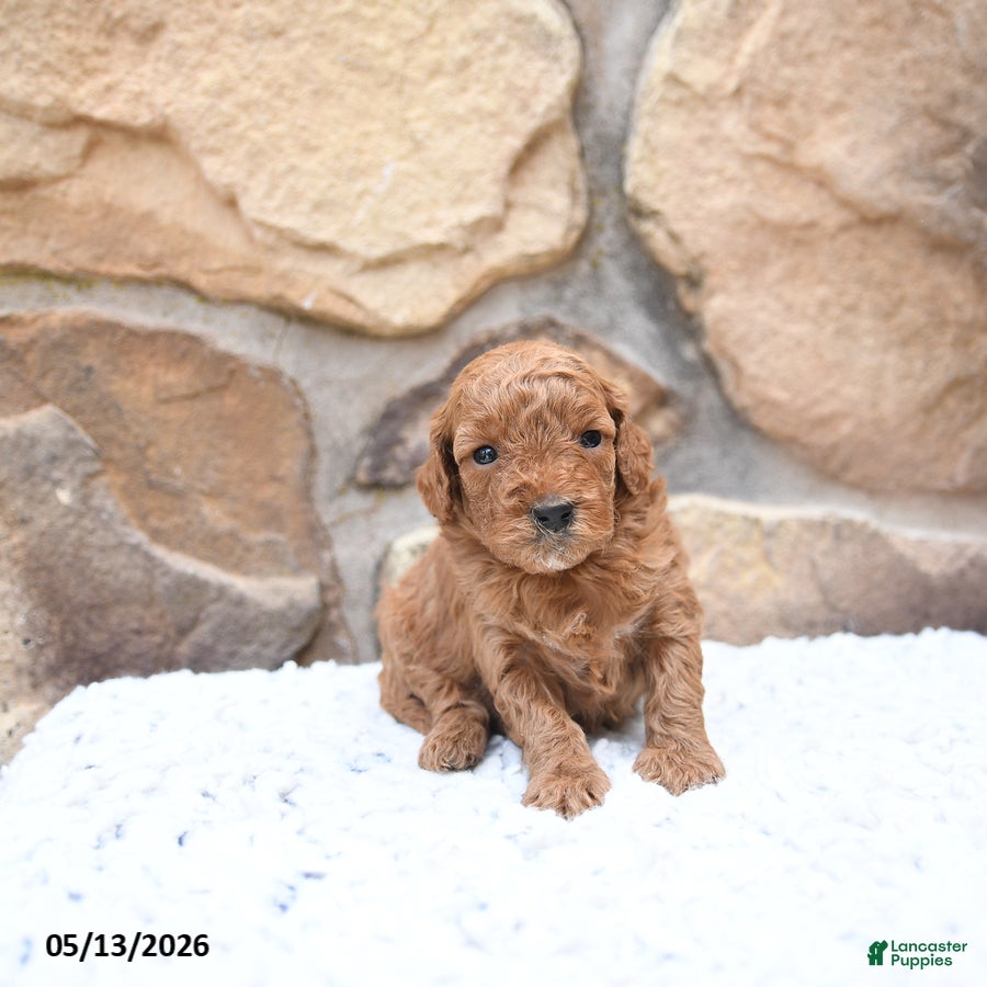 Cavapoo dogs Foxy - Ad 1