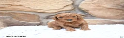 Cavapoo dogs for sale: Foxy - Ad 6