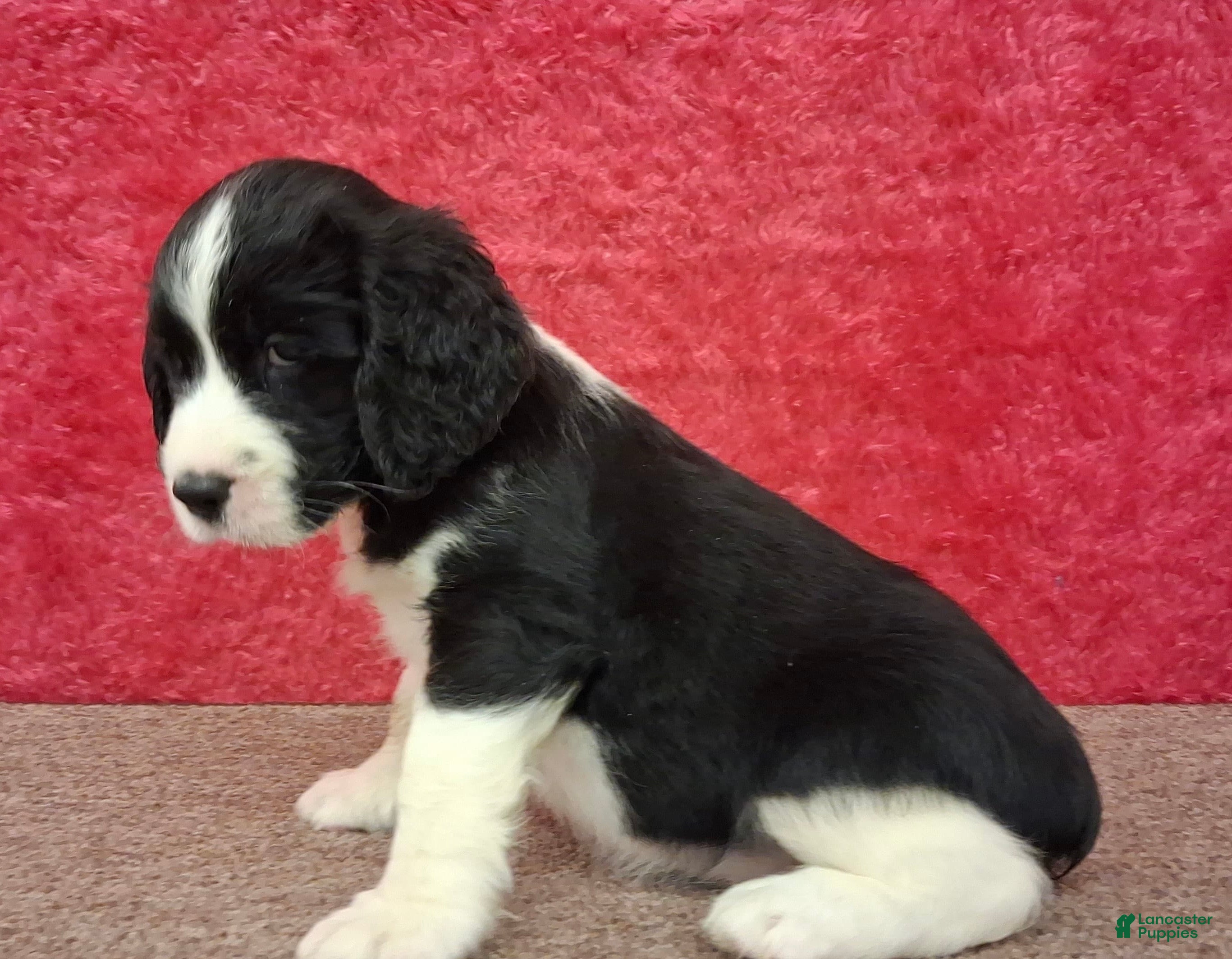 English Springer Spaniel dogs English Springer Spaniel Puppy Flora - Ad 22