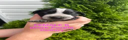 German Shorthaired Pointer dogs for sale: German Shorthaired Pointer (FEMALE B) - Ad 7