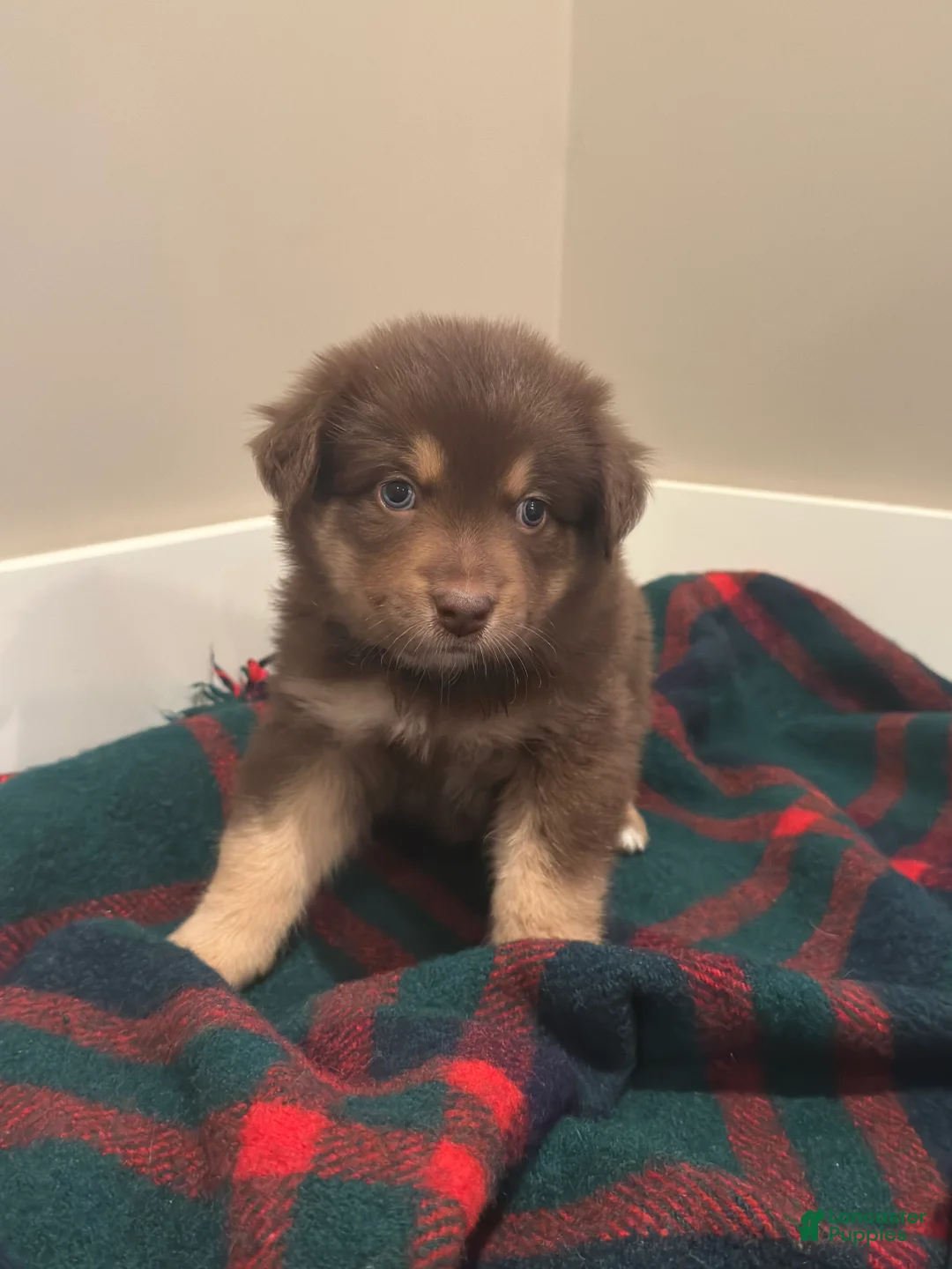 Miniature Australian Shepherd dogs for sale: Gypsy - Ad 2