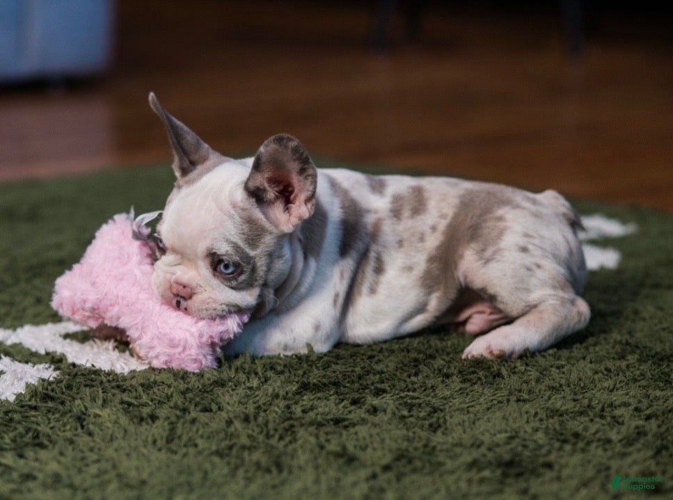 French Bulldog dogs French Bulldog Puppy 1 - Ad 15