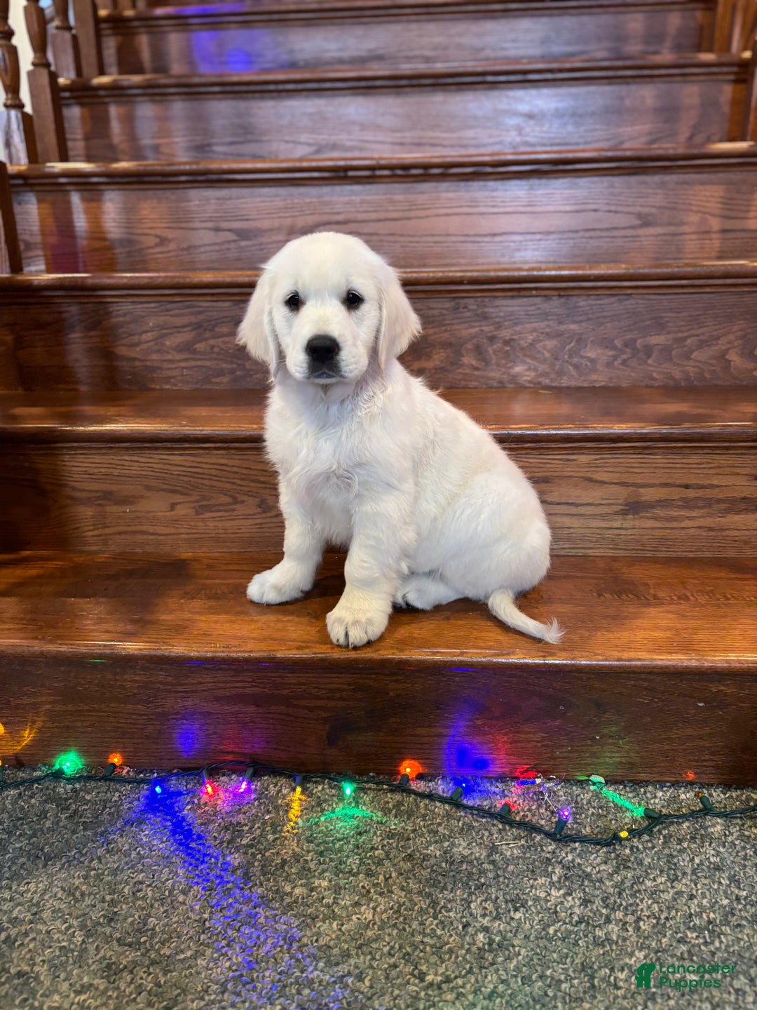 Golden Retriever dogs for sale: Bailey - Ad 1