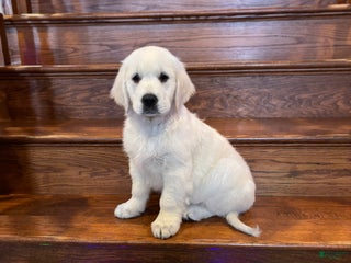 Golden Retriever dogs Bailey - Ad 19