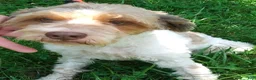 Cockapoo dogs for sale: Rusty Rooster - Ad 4