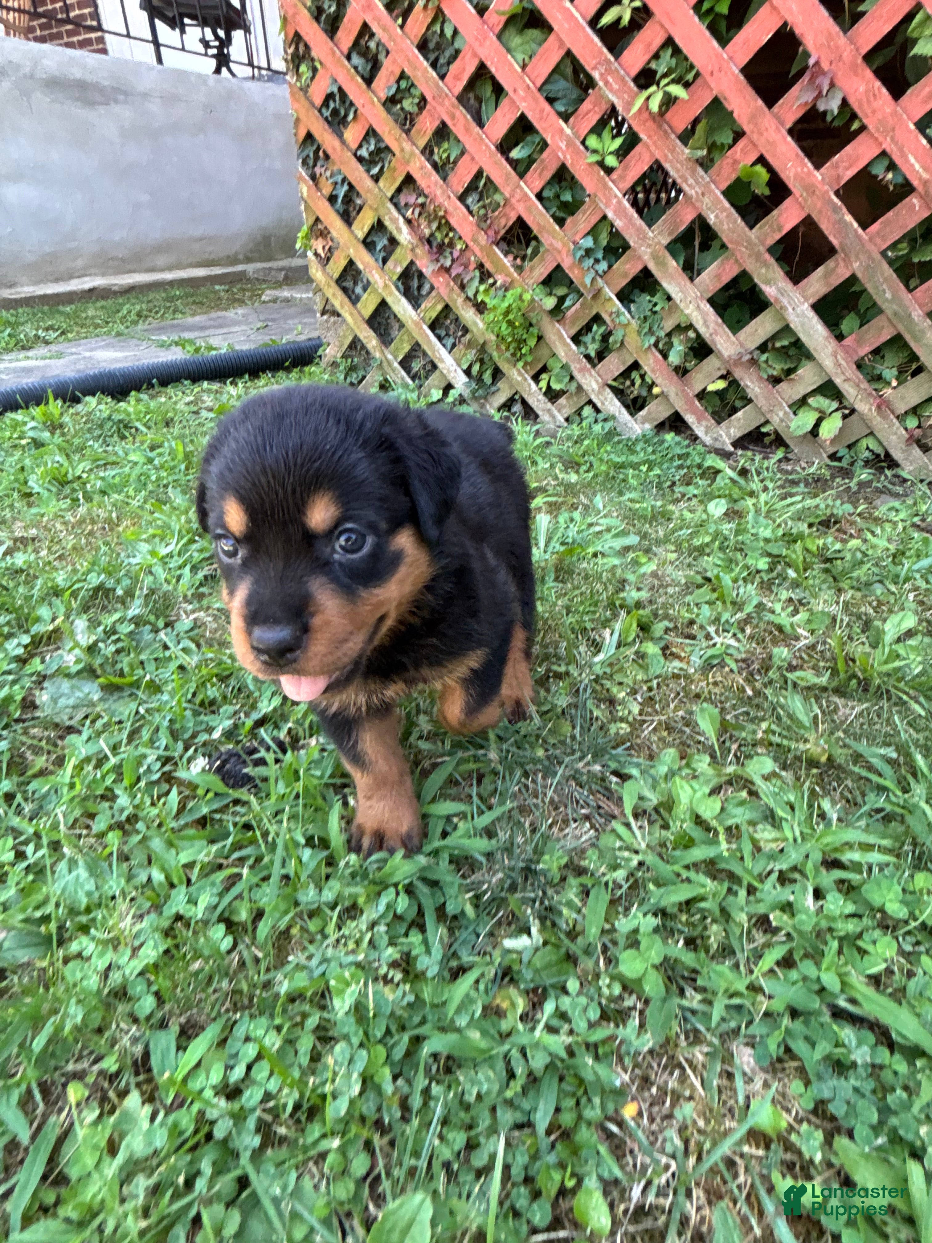 Rottweiler dogs Rottweiler 4 - Ad 6