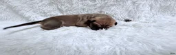 Great Dane dogs for sale: Columbiana - Ad 9
