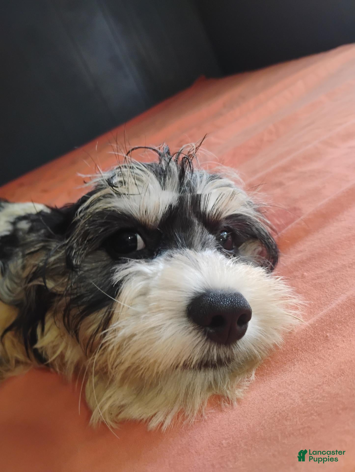 Mixed Breed dogs for sale: Mixed Breed 5 - Ad 2