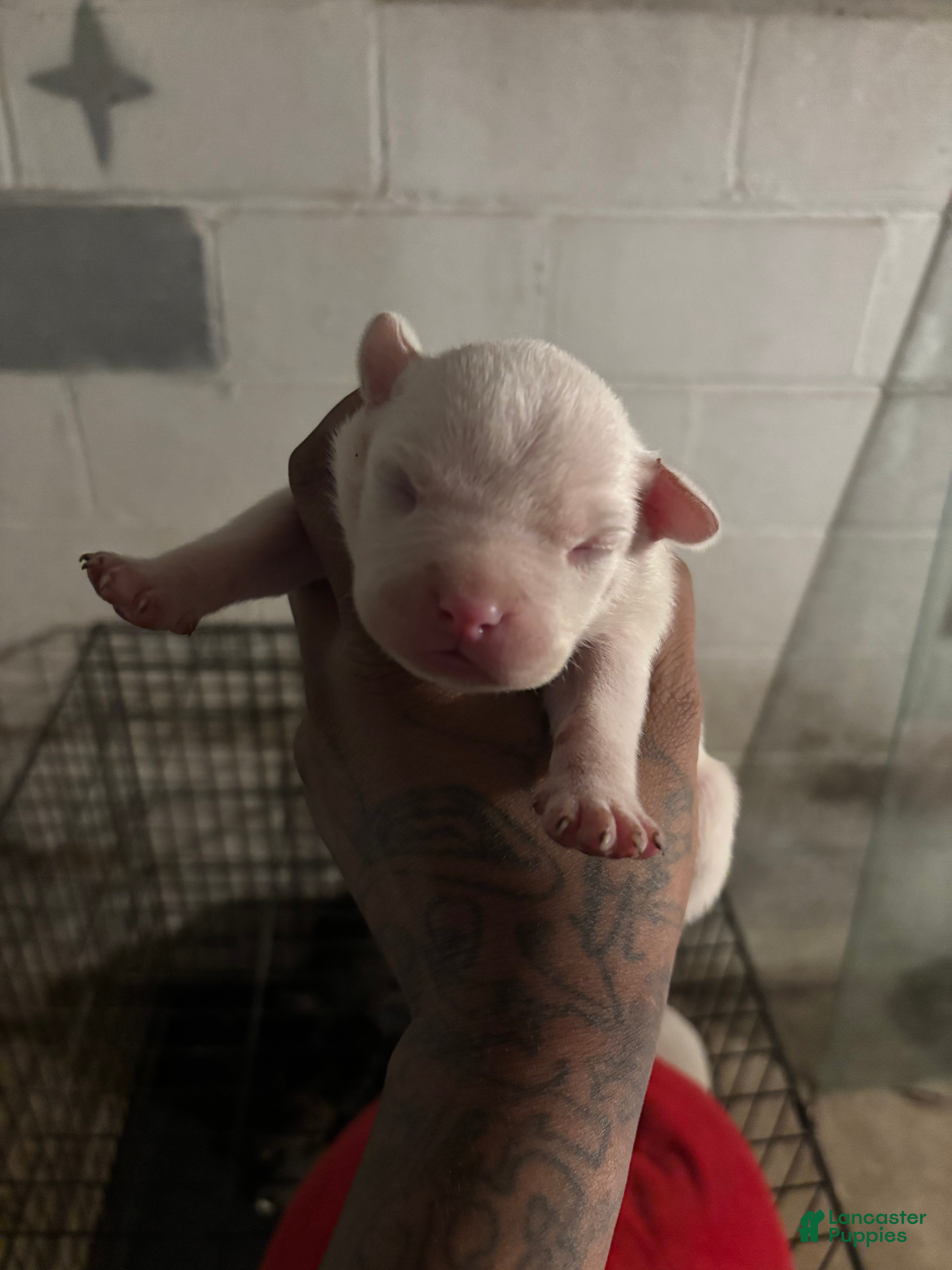 American Staffordshire Terrier dogs for sale: American Staffordshire Terrier Puppy 3 - Ad 3