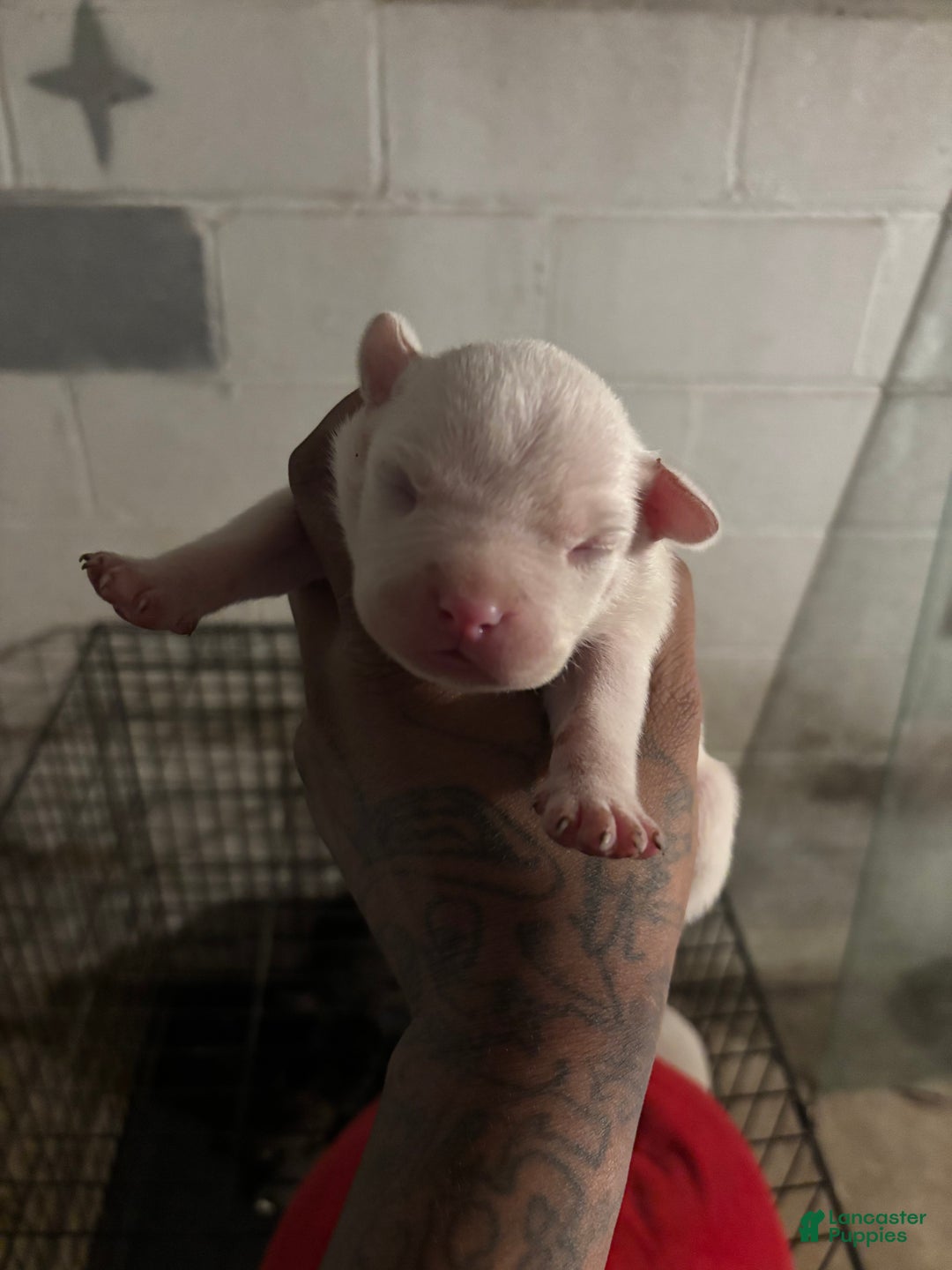 American Staffordshire Terrier dogs for sale: American Staffordshire Terrier Puppy 3 - Ad 1