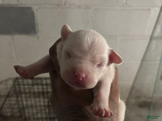 American Staffordshire Terrier dogs American Staffordshire Terrier Puppy 3 - Ad 3