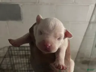 American Staffordshire Terrier dogs American Staffordshire Terrier Puppy 3 - Ad 1