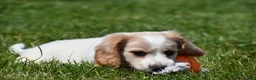 Miniature Dachshund dogs for sale: Biscuit - Ad 6