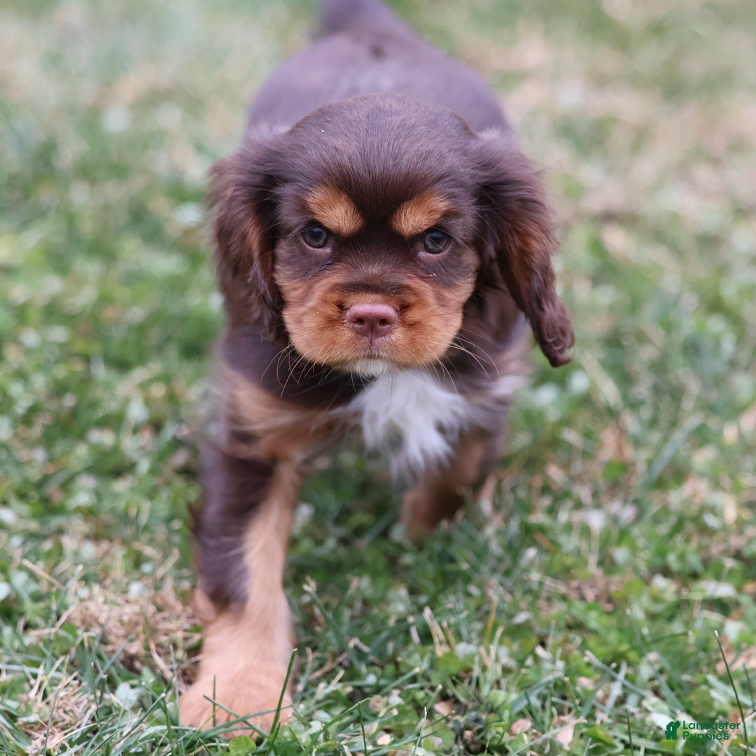Cavalier King Charles Spaniel dogs for sale: Butterfinger - Ad 7