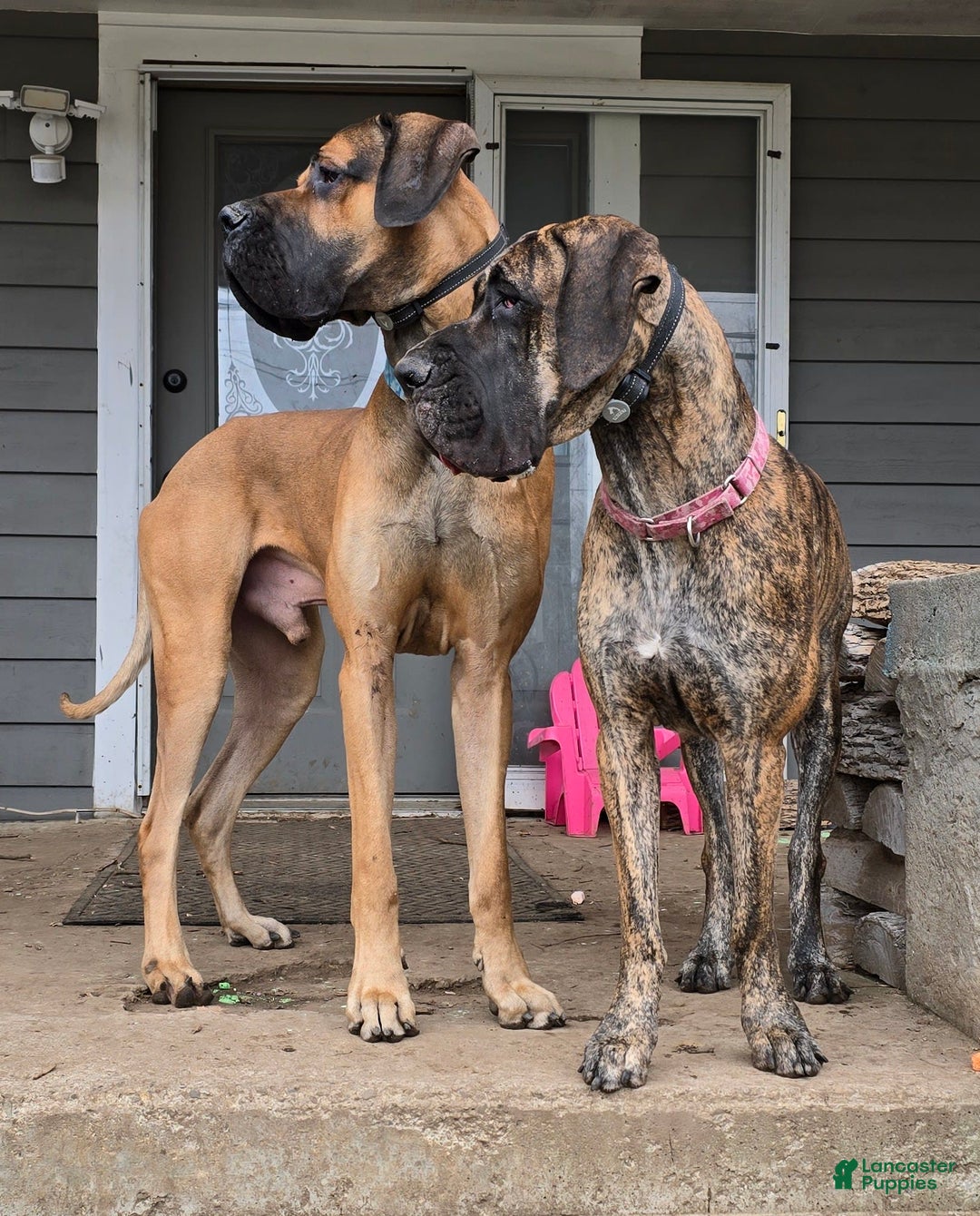 Gallery Image {{count}}