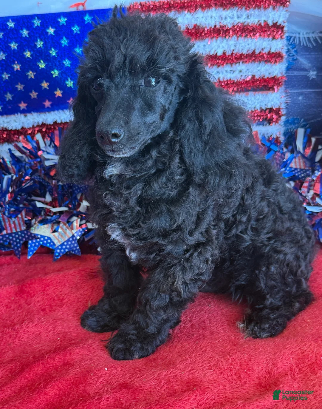 Toy Poodle dogs for sale: Raven - Ad 2