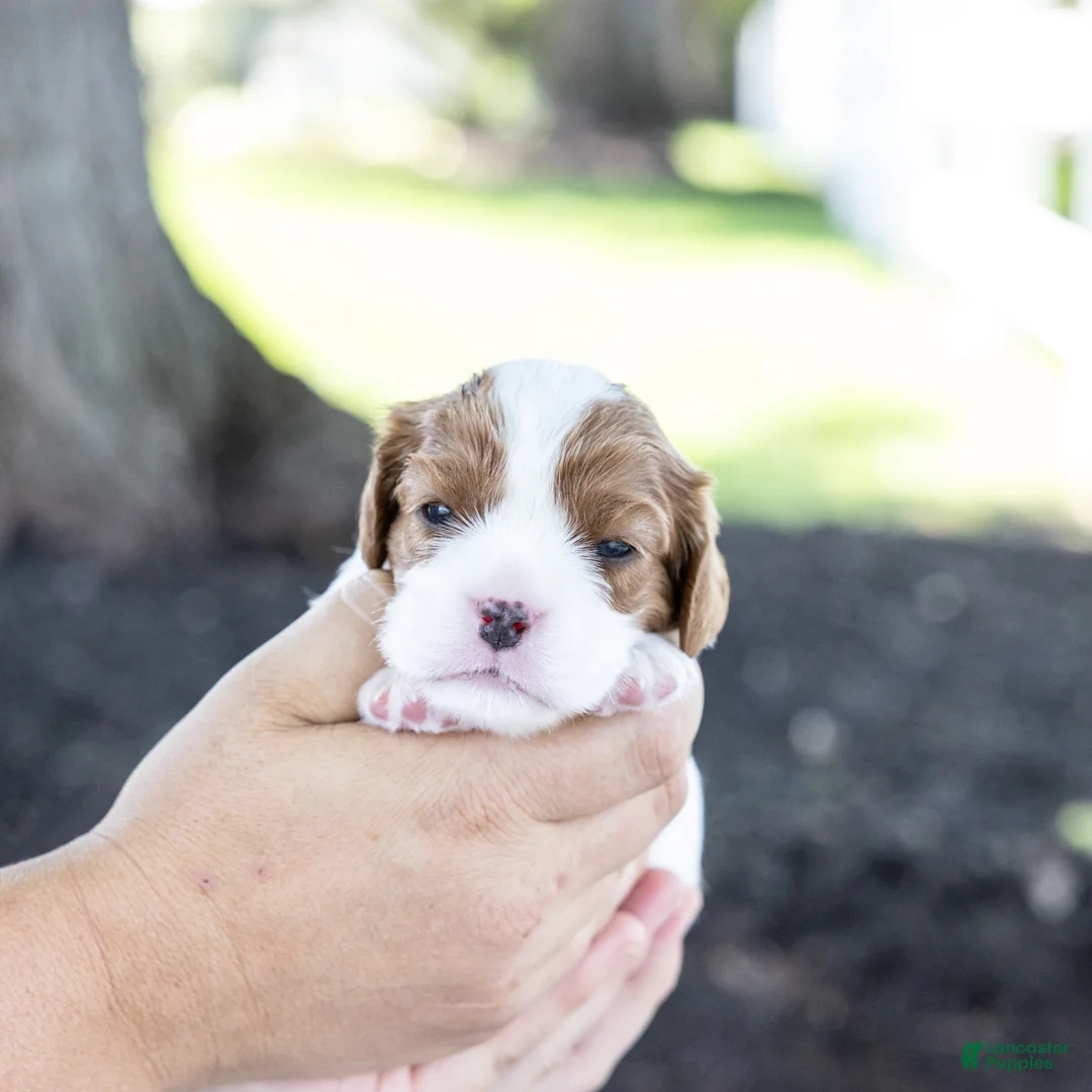 Cavalier King Charles Spaniel dogs for sale: Hazelnut - Ad 2